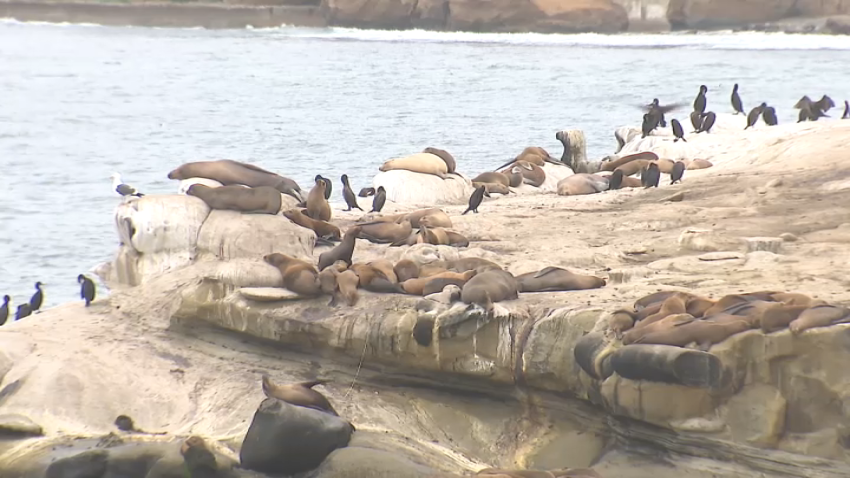 Sea lions at La Jolla Cove on June 4, 2025.