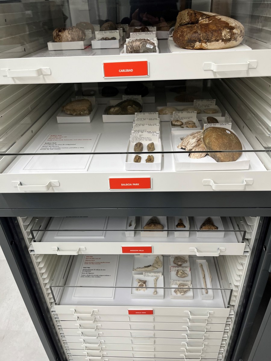 A pull-out drawer with specimens found locally around San Diego County.