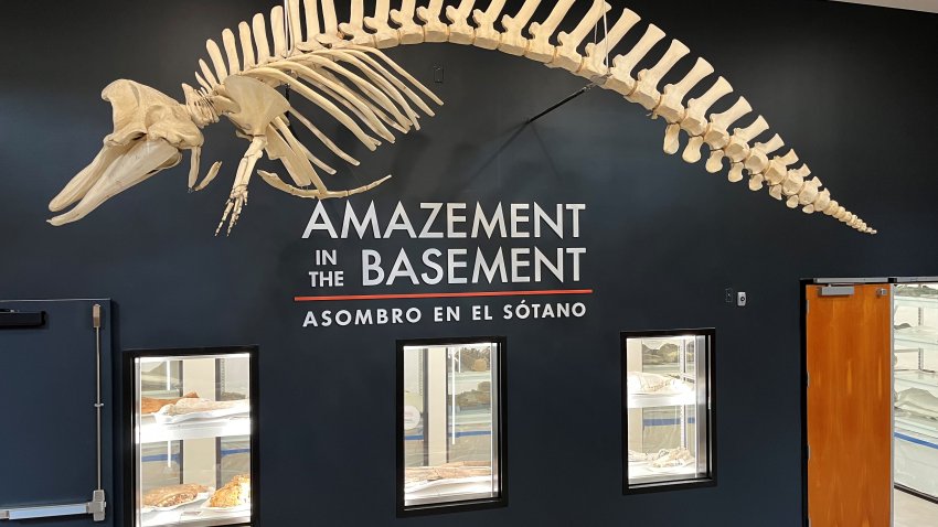 The entranceway to the new Paleo Center at the San Diego Museum of Natural History.