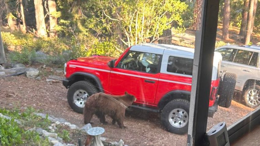 A black bear with a history of confronting humans and breaking into homes that was later euthanized.
