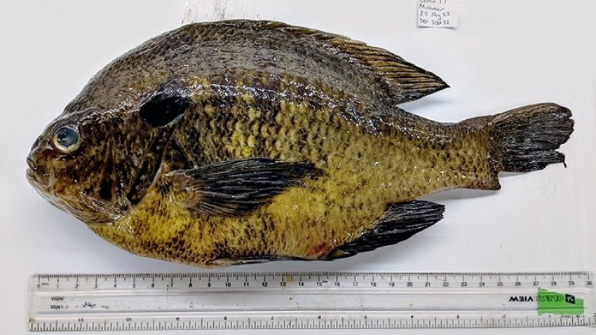 This bluegill contained 133 infectious larval stages of a trematode parasite. Photo: Emma Palmer