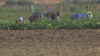 San Diego farmers, hotel workers' union react to Trump's call for immigration crackdown changes
