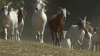 Around 300 grazing goats help mitigate fire danger in Clairemont Mesa