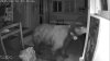Bear confronted by small dog during California break-in, continues to explore home