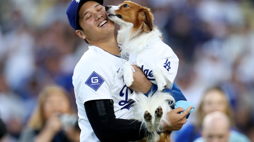 LOS ANGELES, CALIFORNIA – AUGUST 28: Shohei Ohtani #17 of the Los Angeles Dodgers and his dog Decoy delivers a ceremonial first before the game against the Baltimore Orioles on Shohei Ohtani #17 bobblehead giveaway night at Dodger Stadium on August 28, 2024 in Los Angeles, California. (Photo by Harry How/Getty Images)