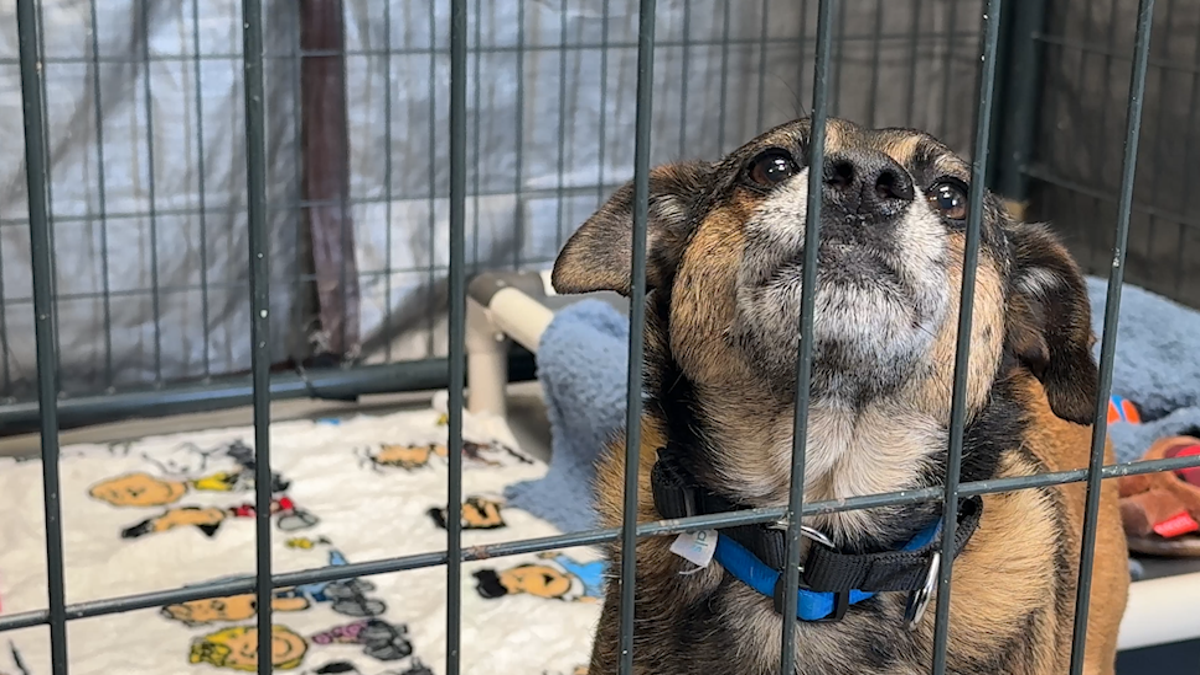 San Diego Humane Society sees influx of pets after 4th of July fireworks – NBC 7 San Diego