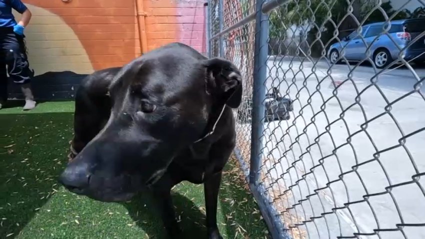 Bruce, a 2-year-old Labrador retriever mix, at the Carson Animal Care Center on Friday, July 11, 2025.