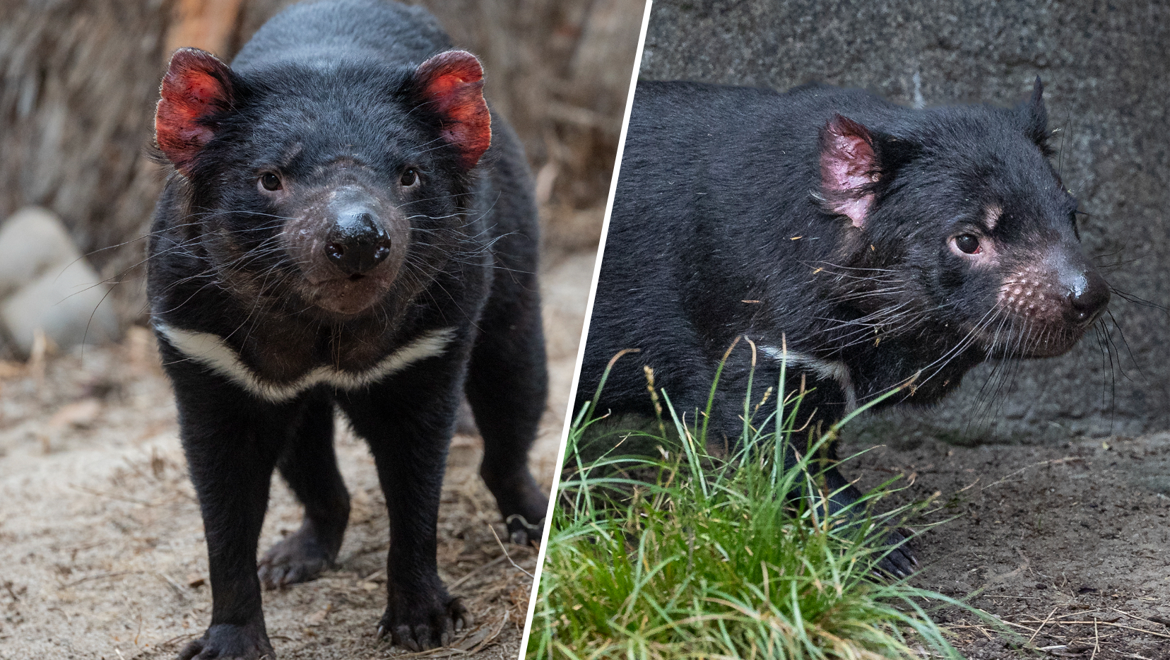 San Diego Zoo welcomes two new Tasmanian Devils – NBC 7 San Diego