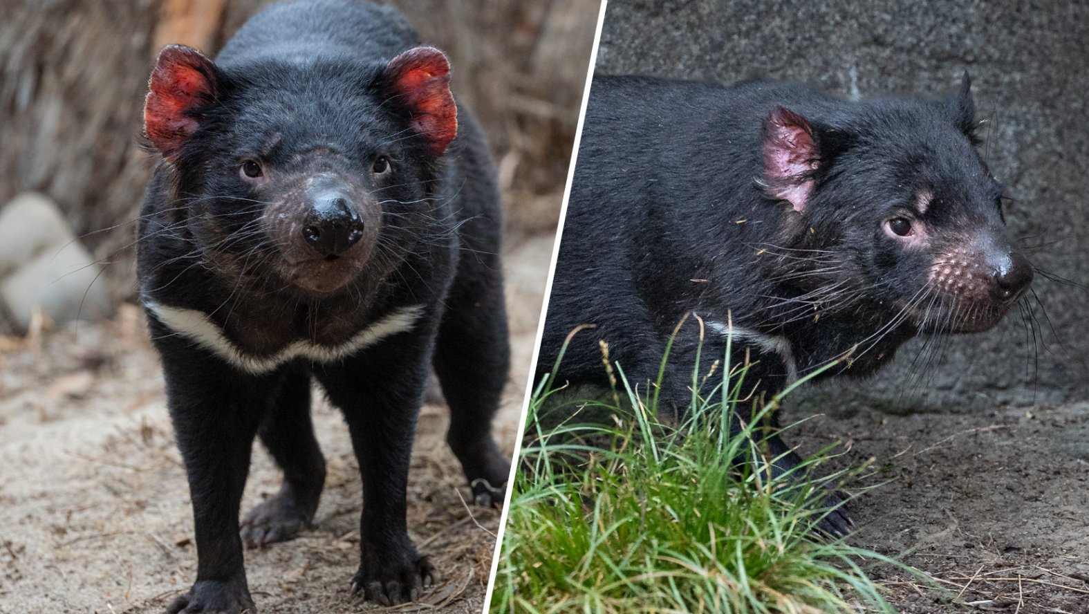 Sandevils San Diego Zoo welcomes two new Tasmanian Devils – NBC 7 San Diego