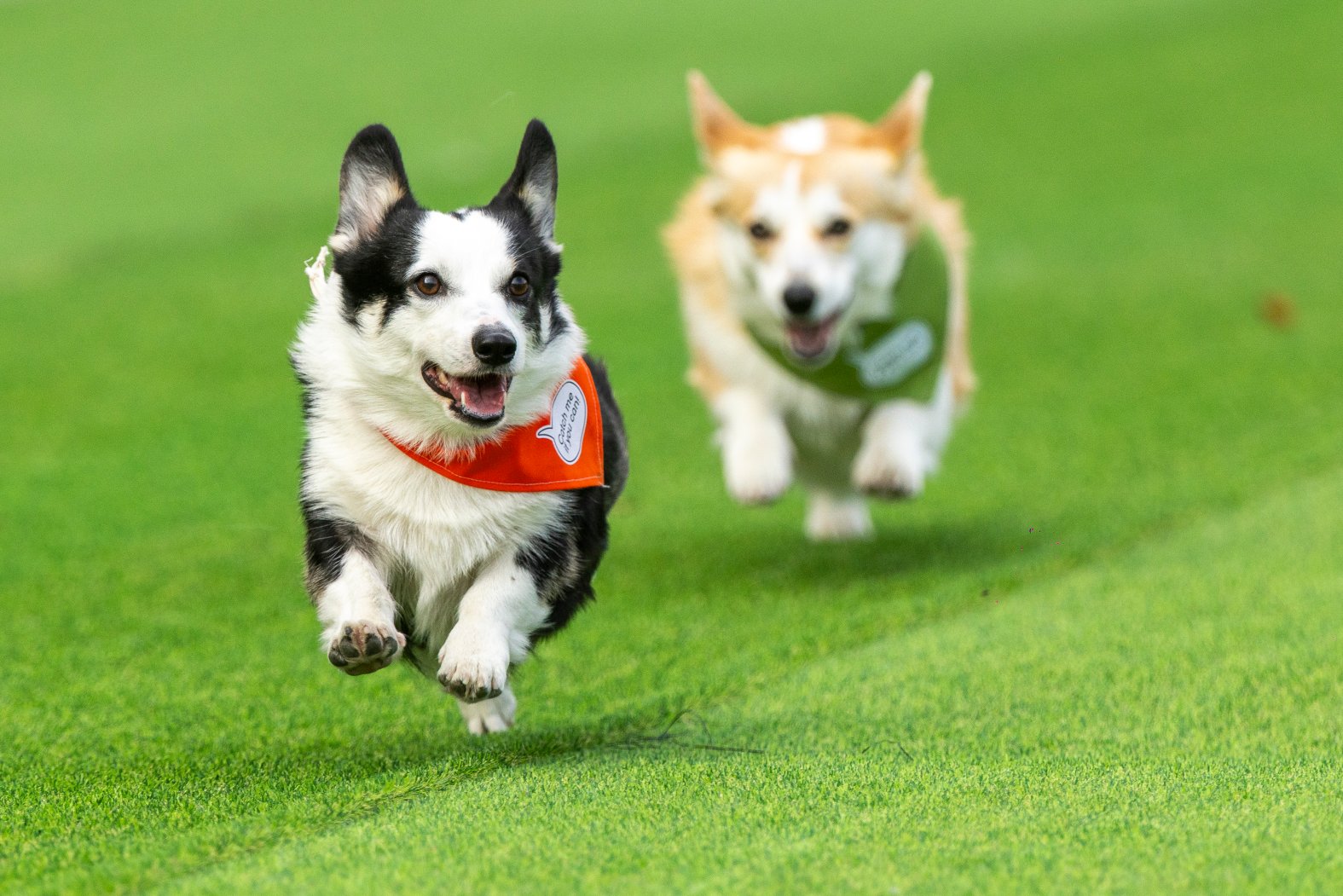 Corgi Rodeo Over 100 teams compete in Lithuania’s international Corgi race – NBC 7 ...