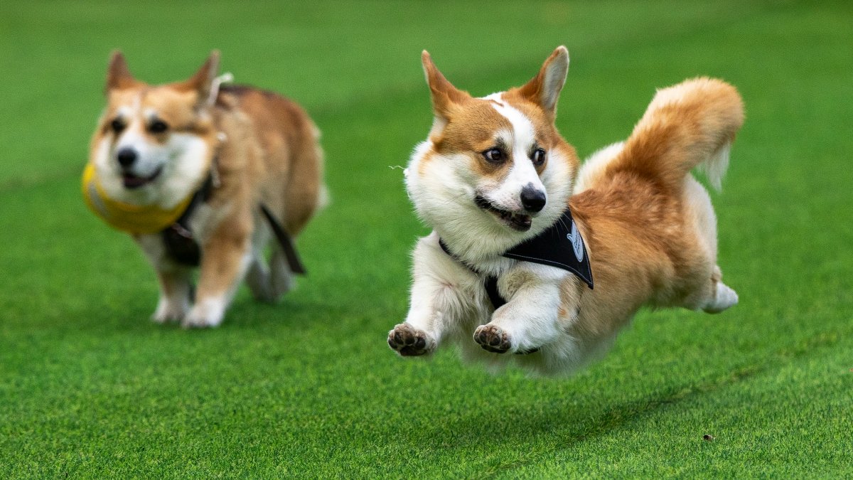 Corgi Rodeo Over 100 teams compete in Lithuania’s international Corgi race – NBC 7 ...