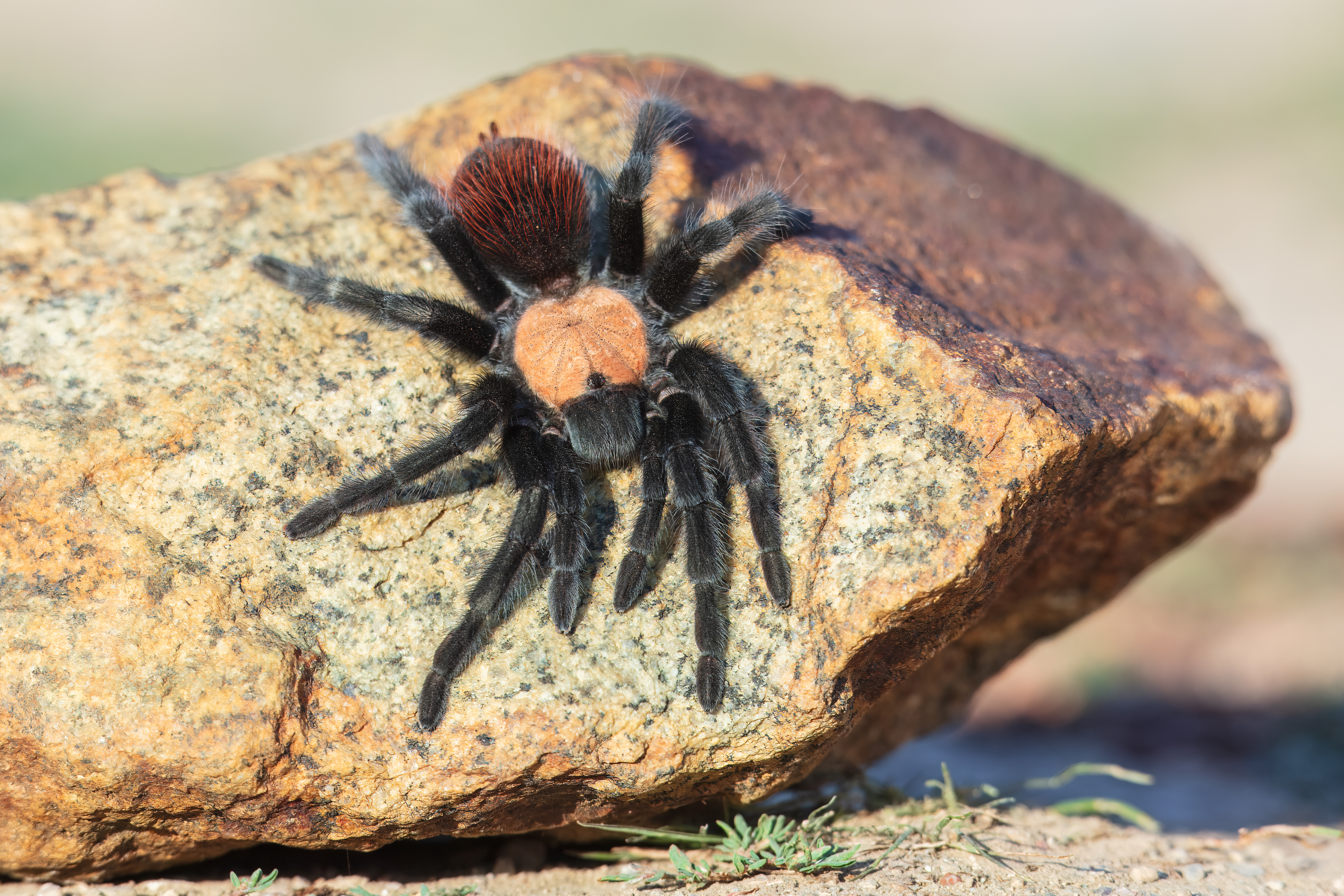Tarantula sightings surge in the Southwest – NBC 7 San Diego