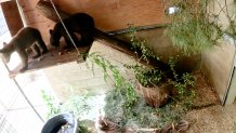 Two bear cubs at the Ramona Wildlife Center.