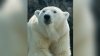 24-year-old polar bear dies at San Diego Zoo