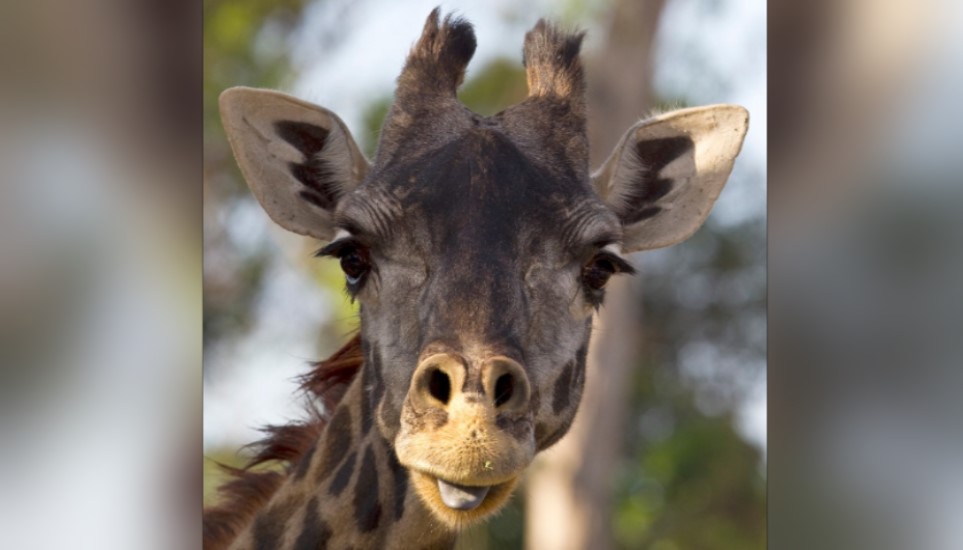 Oldest Masai giraffe in North America dies at San Diego Zoo – NBC