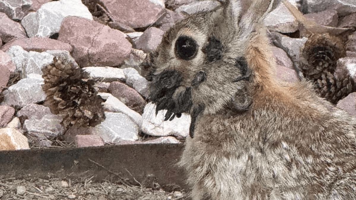 Colorade Rabbits Rabbits with tentacle-like growths spotted in Colorado – NBC 7 San Diego