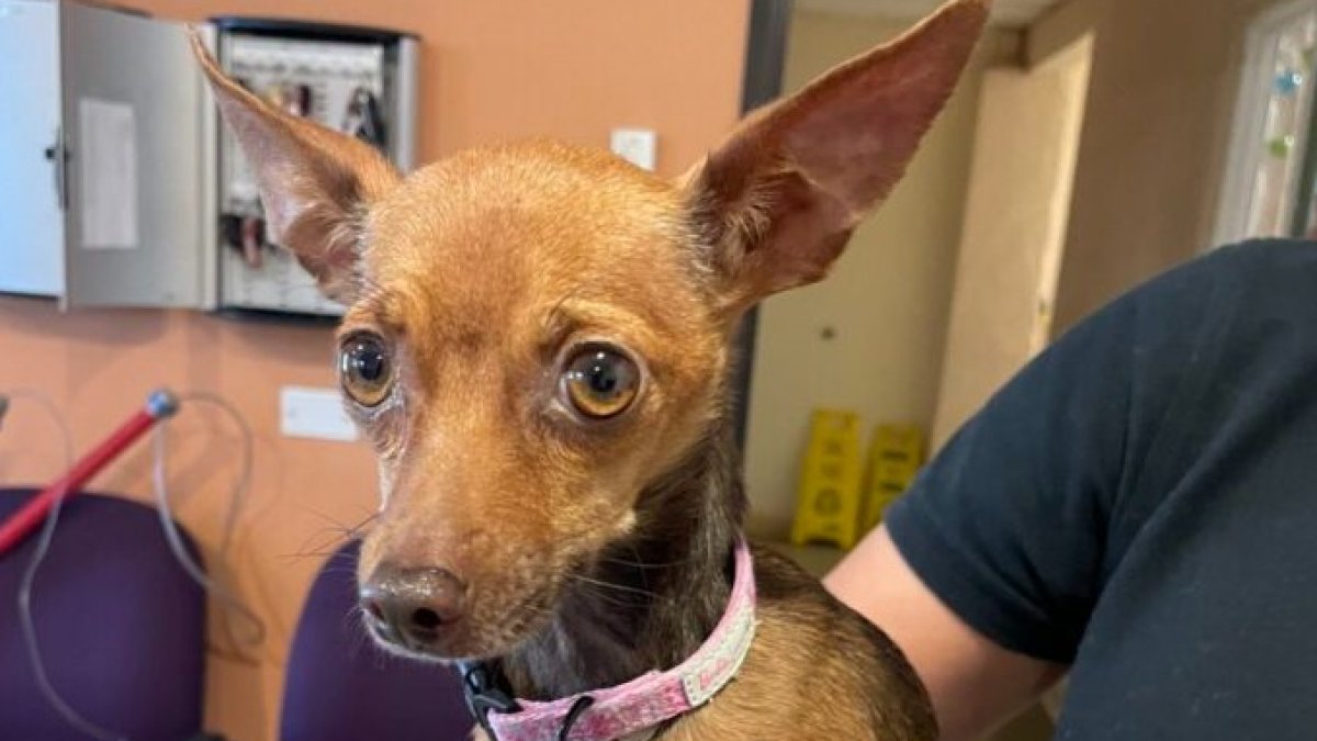 Woman facing animal cruelty charges after video shows dog being struck ...