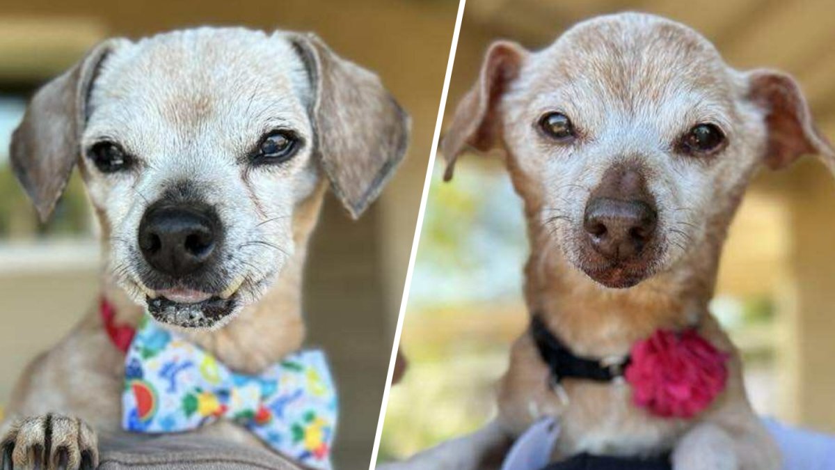 Dog Treats: Senior canines looking to graduate to fur-ever homes