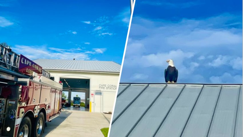 The firefighters at Cape Coral Station 11 were holding a private 9/11 remembrance ceremony when a bald eagle landed on the fire station roof.