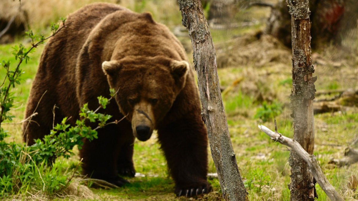 Chunk, 1,200 pounds, wins Alaska’s popular Fat Bear Week contest – NBC ...
