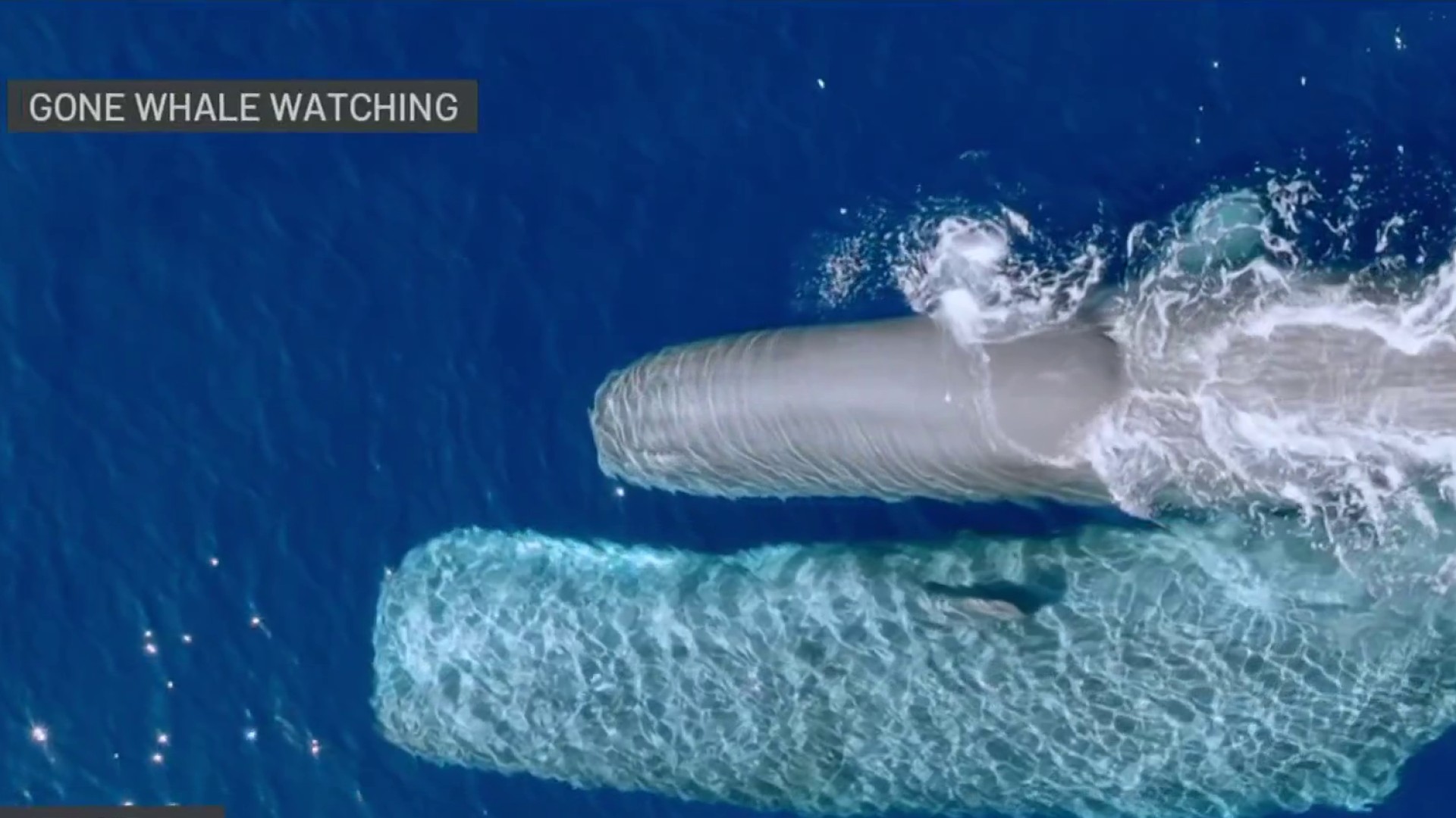 Rare 'bachelor pod' of sperm whales spotted unusually close to San