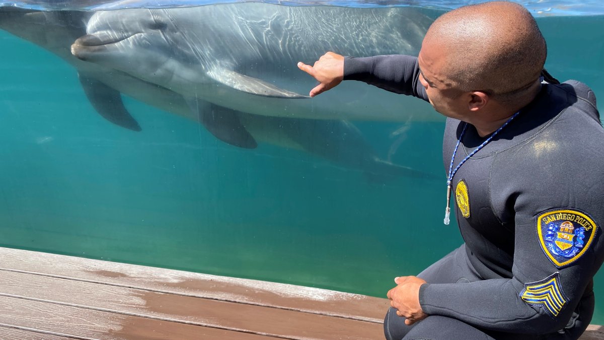 His business card: Police Sgt. Dolphin Trainer