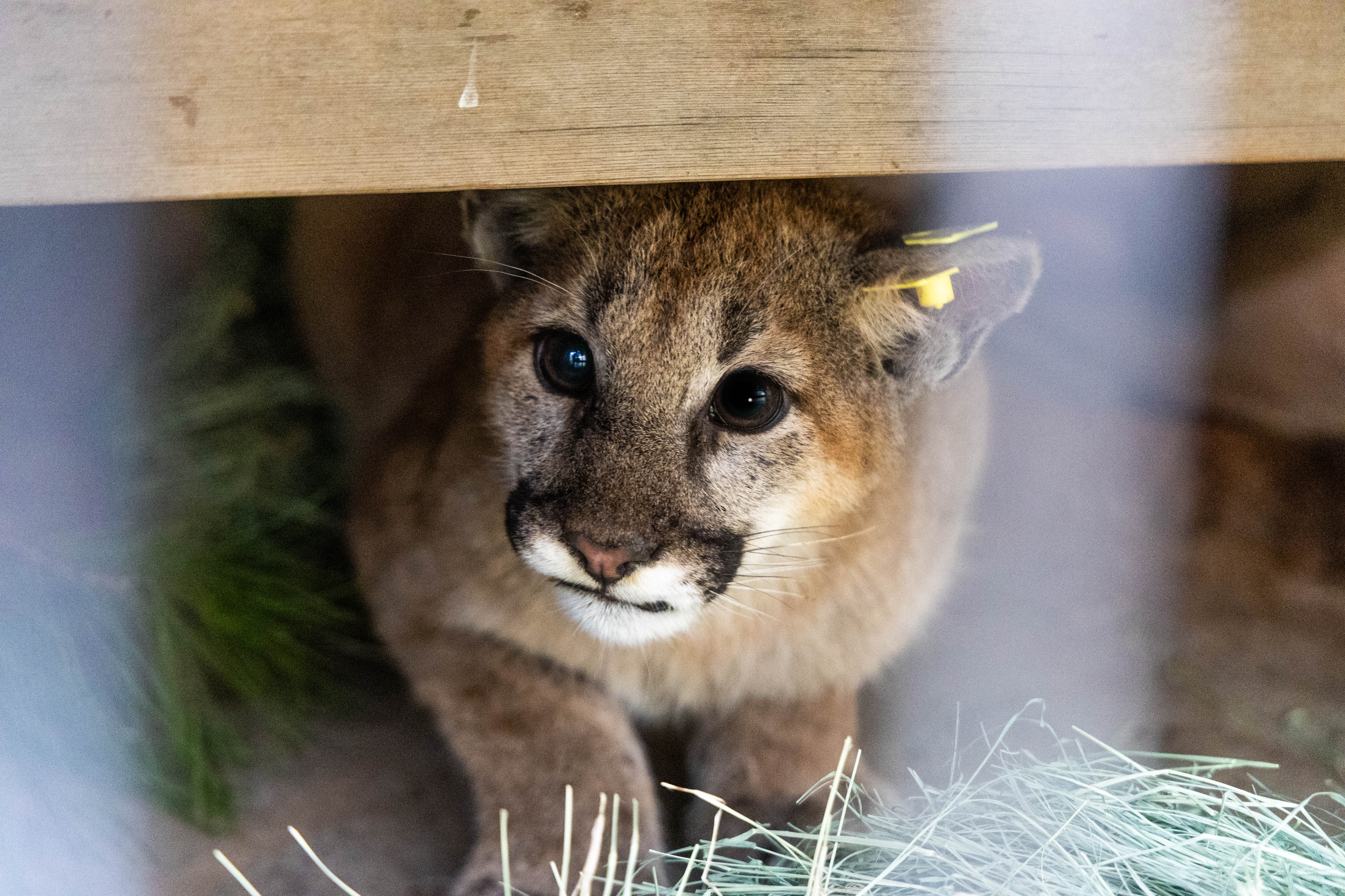 Two young mountain lions have been released back to the wild after months of care at San Diego Humane Society.