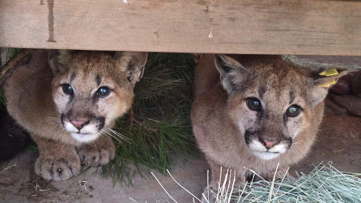 Mountain lion cubs returned to the wild after months of care – NBC 7 San Diego