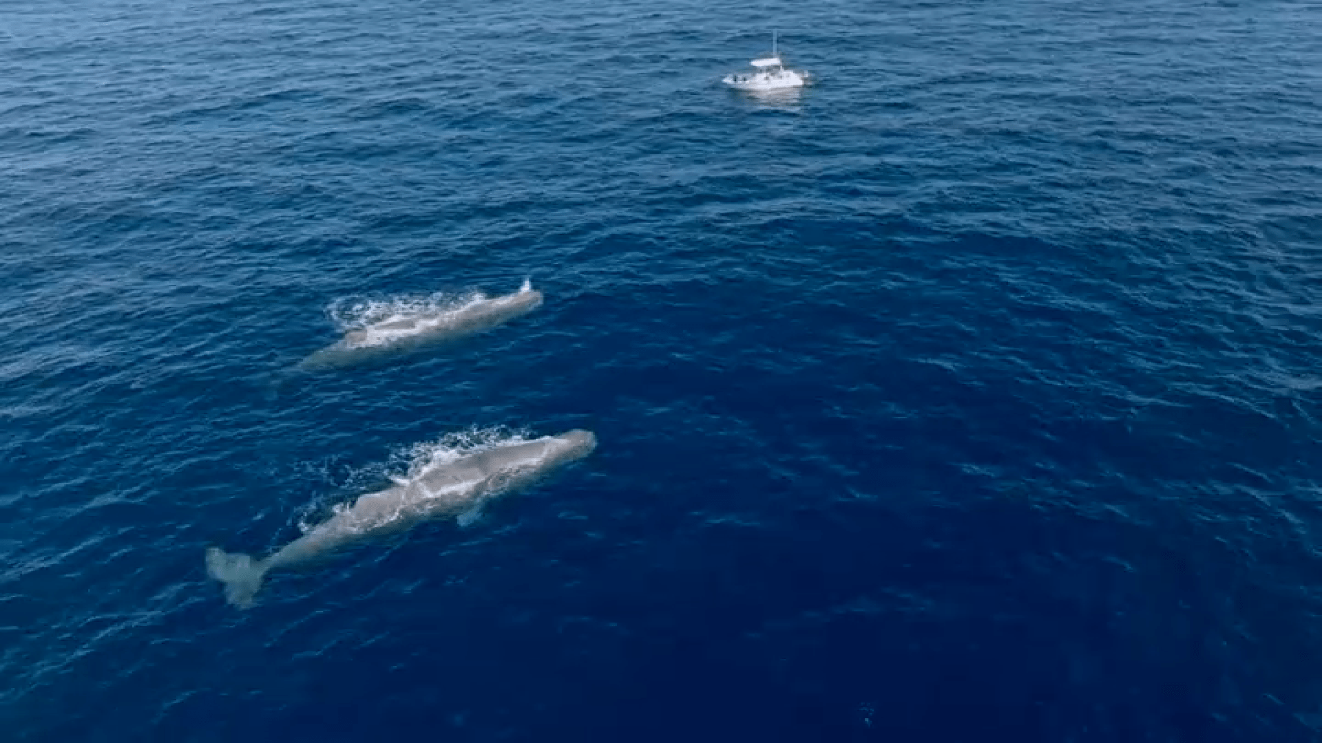 Sperm whales spotted during boat tour near San Diego shore – NBC 7