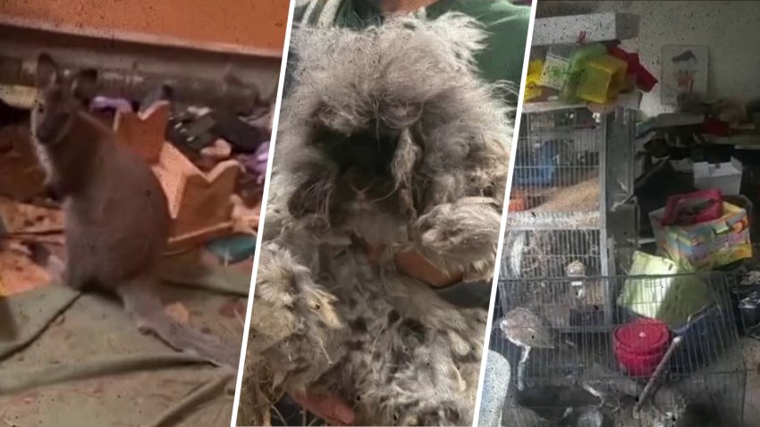 Animales rescatados