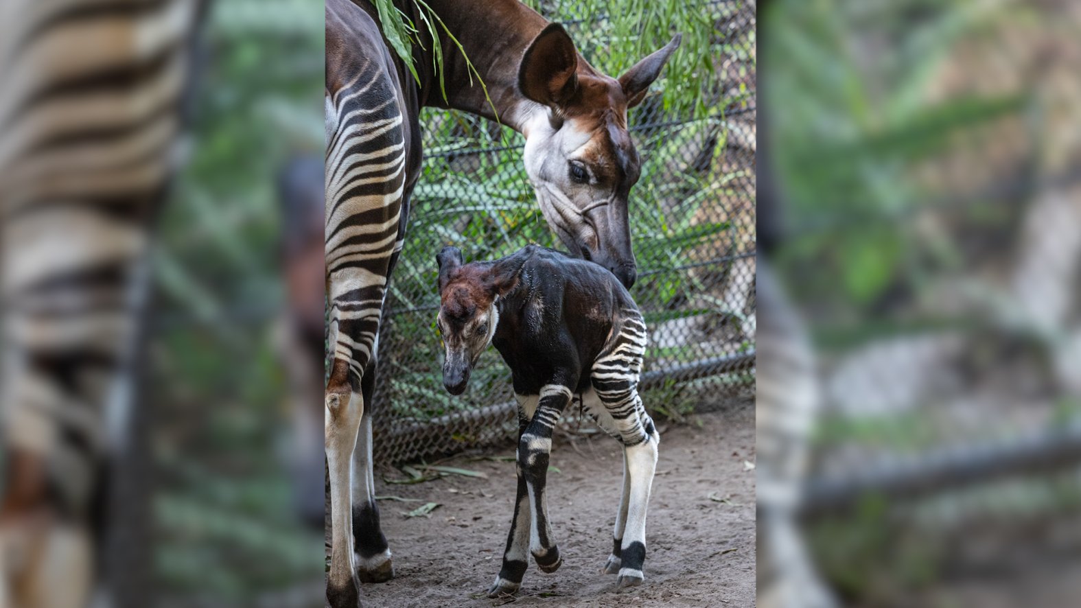 Endangered okapi calf born at San Diego Zoo – NBC 7 San Diego