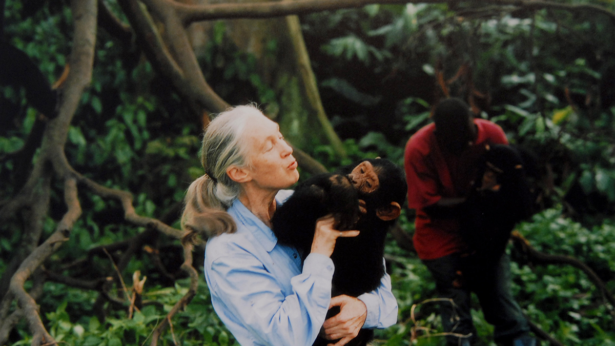 Jane Goodall, renowned for work with chimpanzees, dies – NBC 7 San