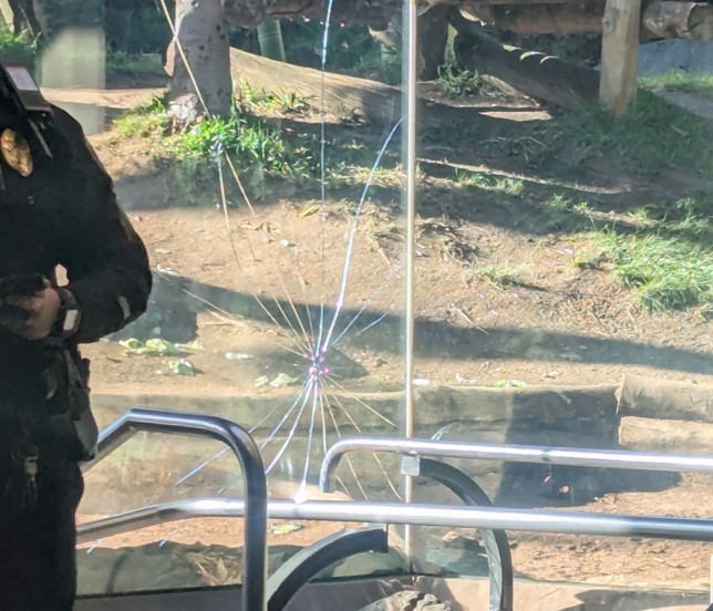 Gorilla at San Diego Zoo breaks layer of tempered glass panel barrier