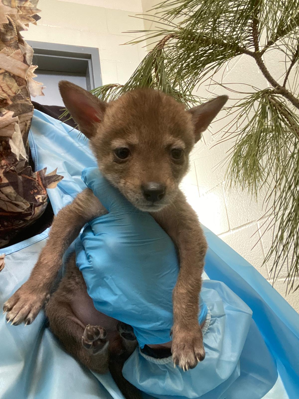 Photos: Orphaned coyote pups relocated from San Diego to Virginia – NBC ...