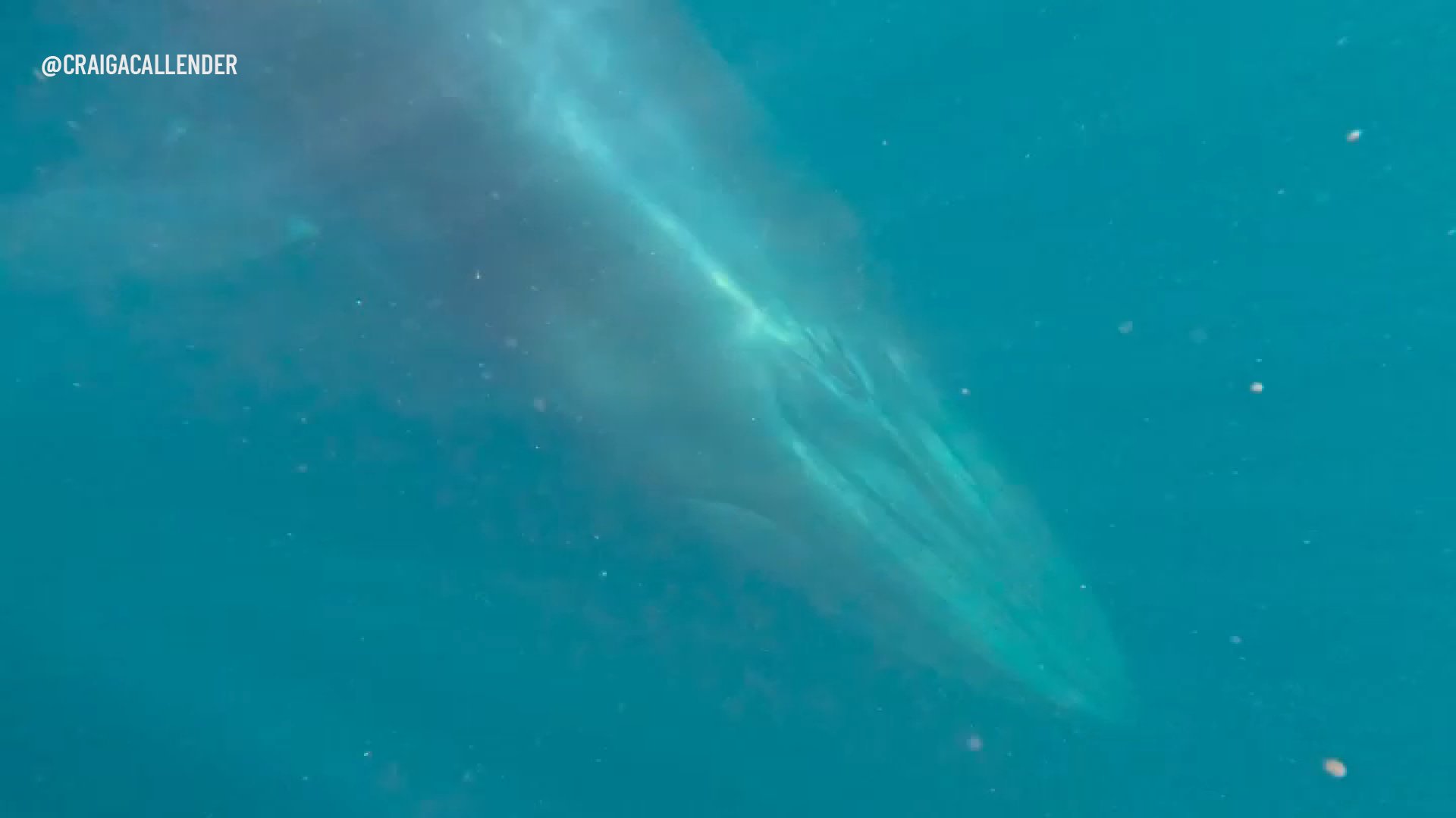 Video: Bryde's whale swims right under canoer's boat off Encinitas coast