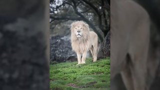 Alpine sanctuary mourns loss of white lion, rescued after years in entertainment 3 Louie, white lion at Alpine animal sanctuary Lions, Tigers & Bears, died after 8 years at the facility.