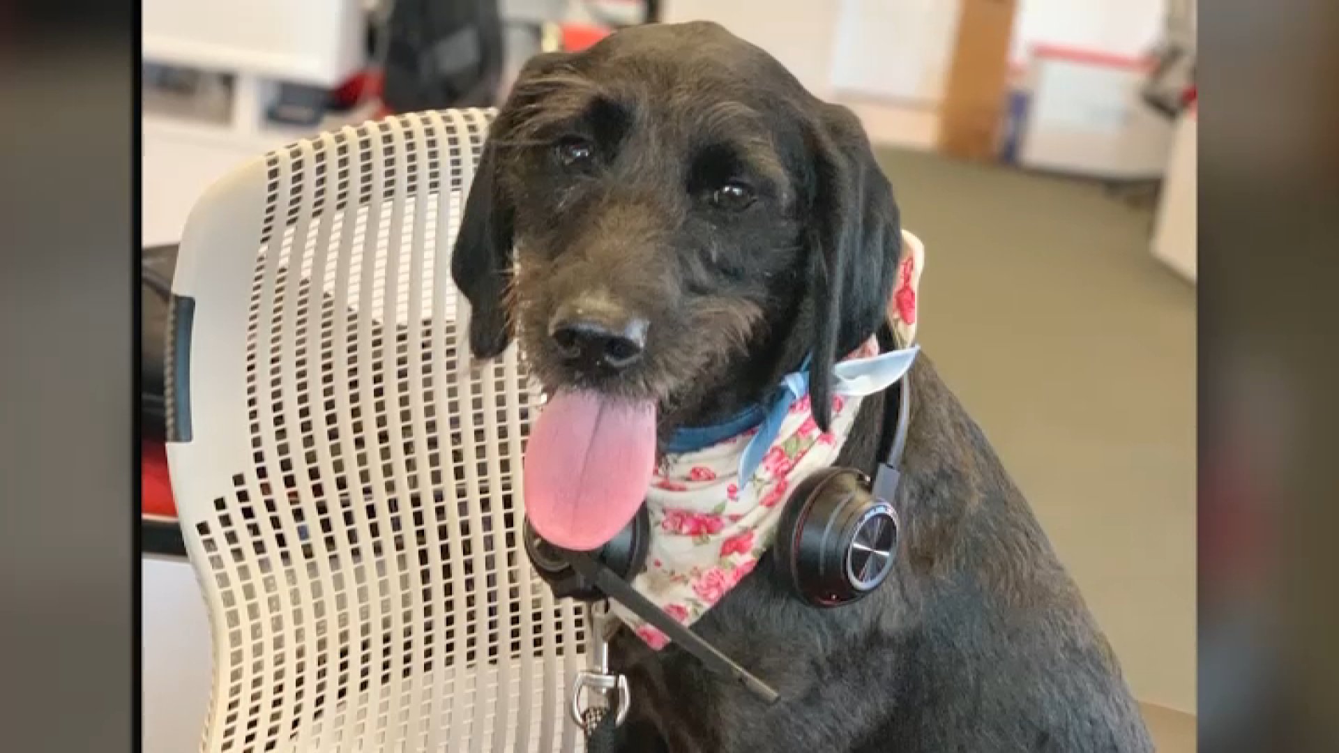Ocean Beach woman says dog died after methamphetamine exposure at Dog Beach