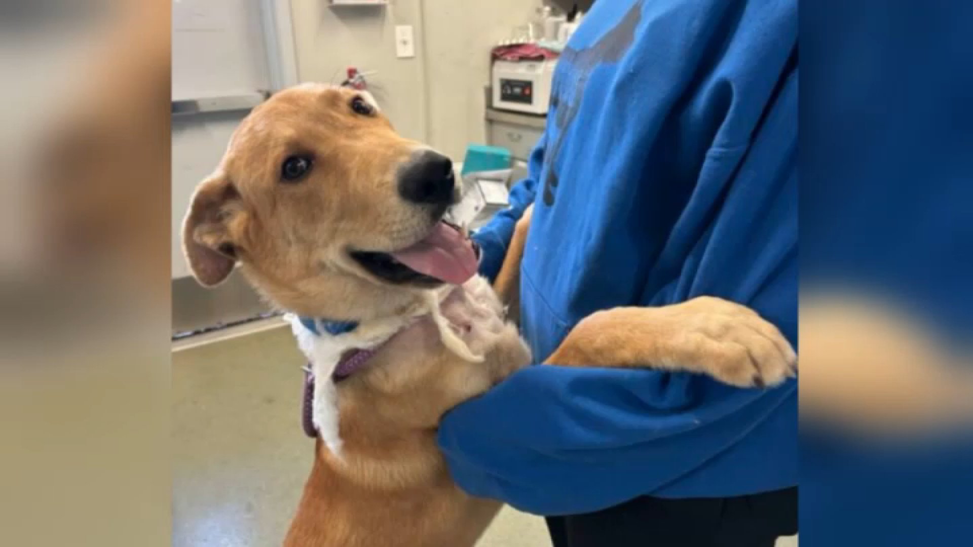 County seeks info about puppy with ‘severe neck injury' brought to Bonita shelter