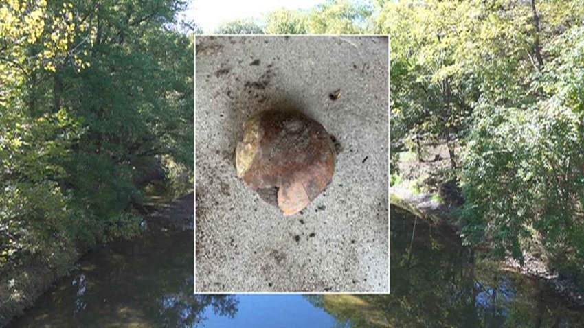 Indiana skull