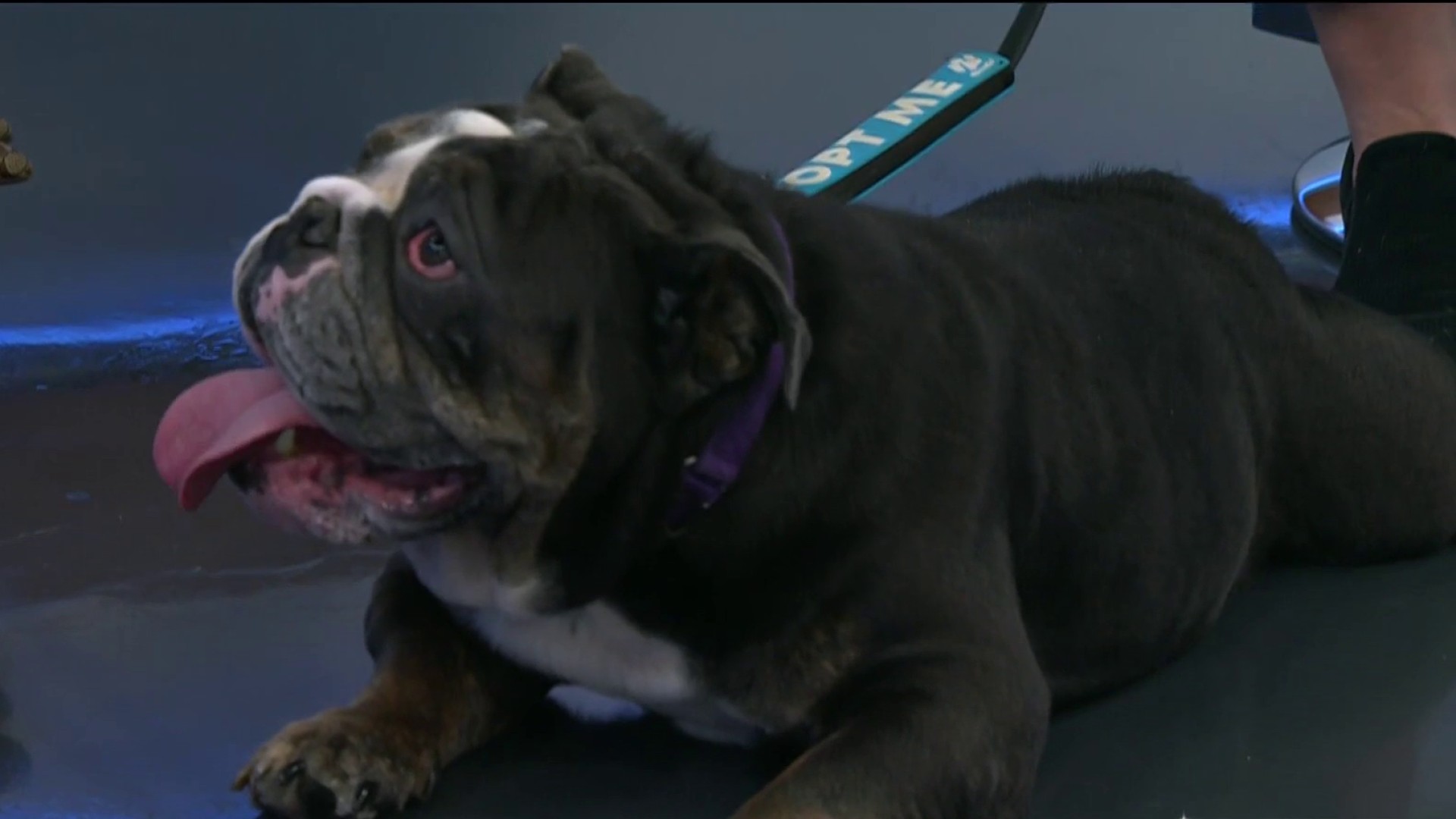 Humane Society now letting people take a dog (or cat, or turtle) home for a trial run