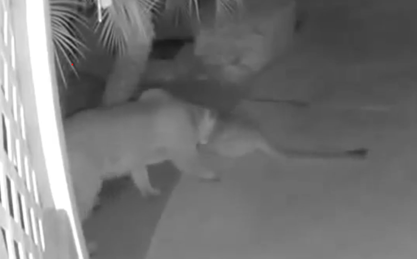 Mountain lions in Oceanside star in episode of Big-Cat Bachelorette