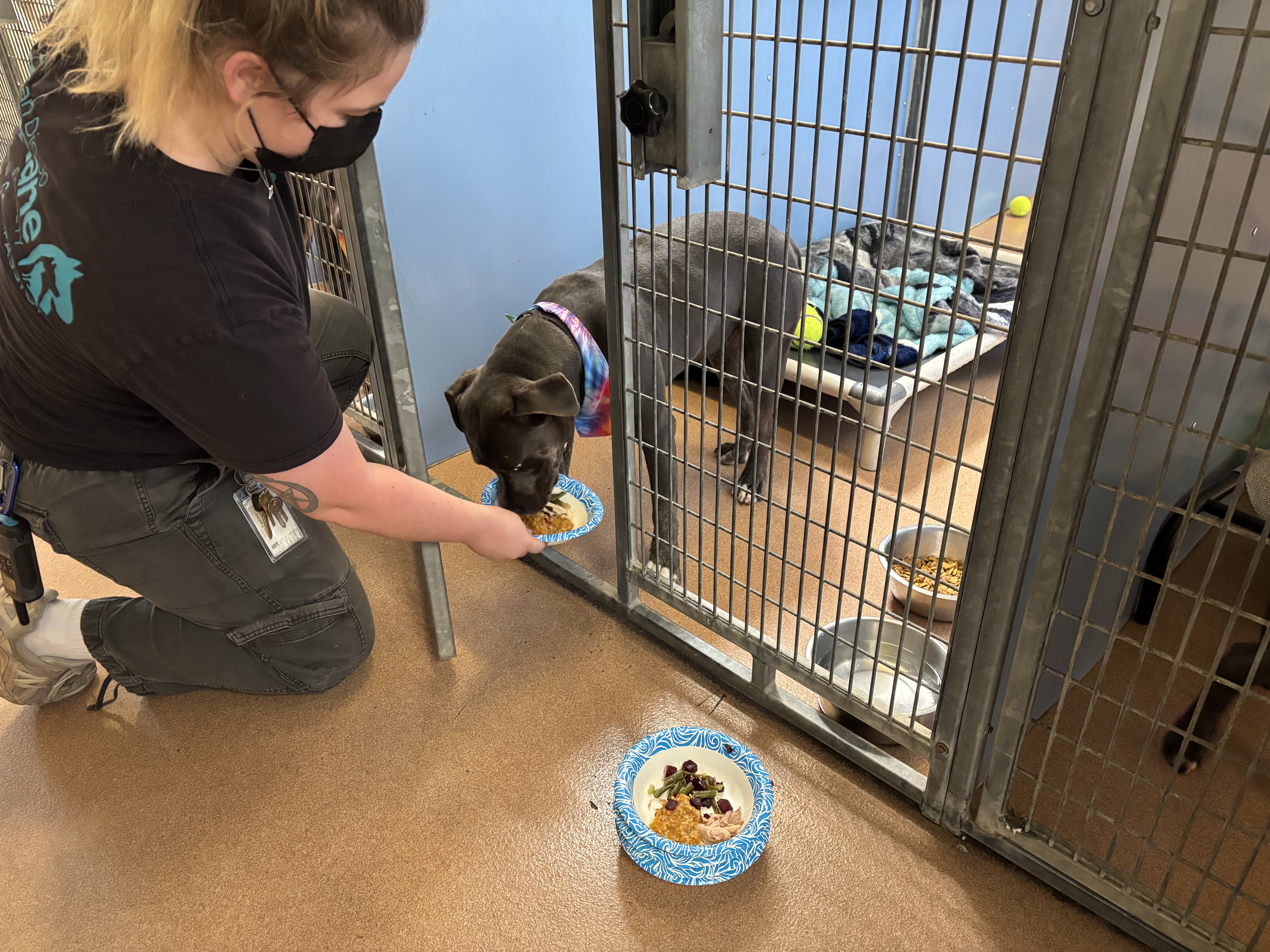 Pets chow down on special Thanksgiving meal at San Diego Humane Society ...