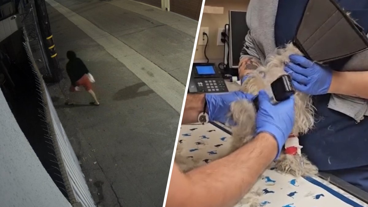Police arrest Anaheim woman accused of throwing injured dog in bag ...