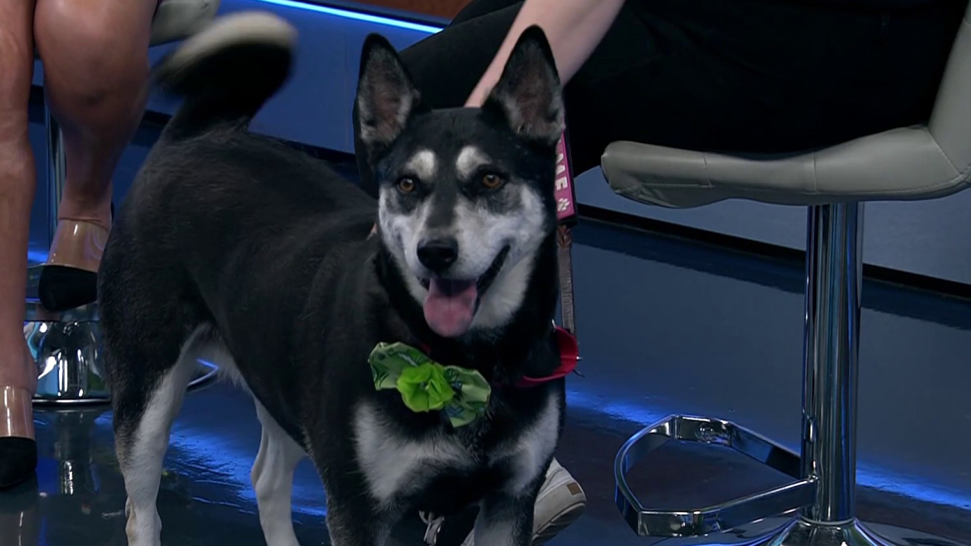 Pet of the Week: Midnight, an adventurous shepherd mix – NBC 7 San