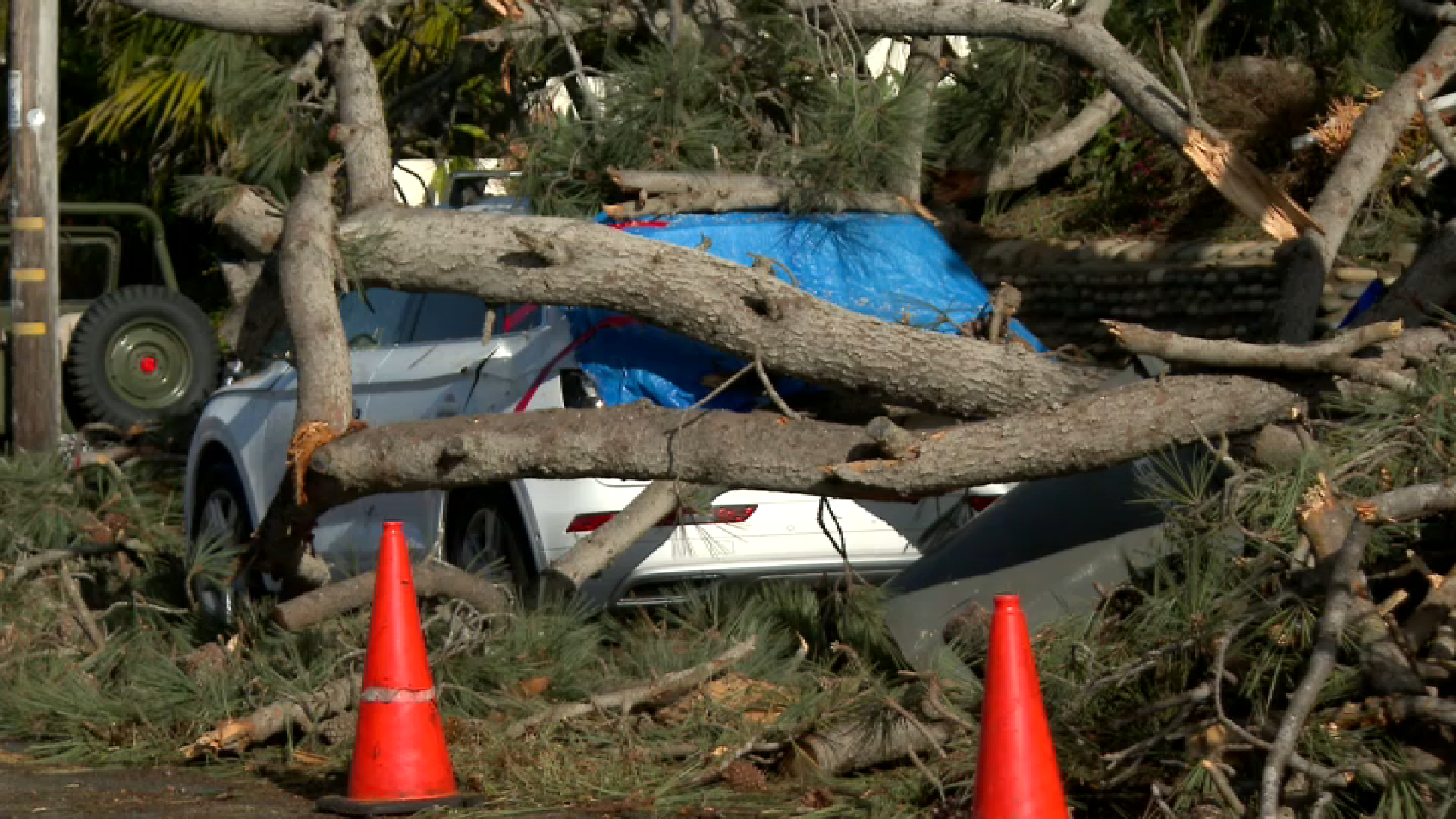 A Torrey pine fell over and crushed a car Christmas Eve on Oxford Avenue in front of a home in Cardiff, Dec. 25, 2025.