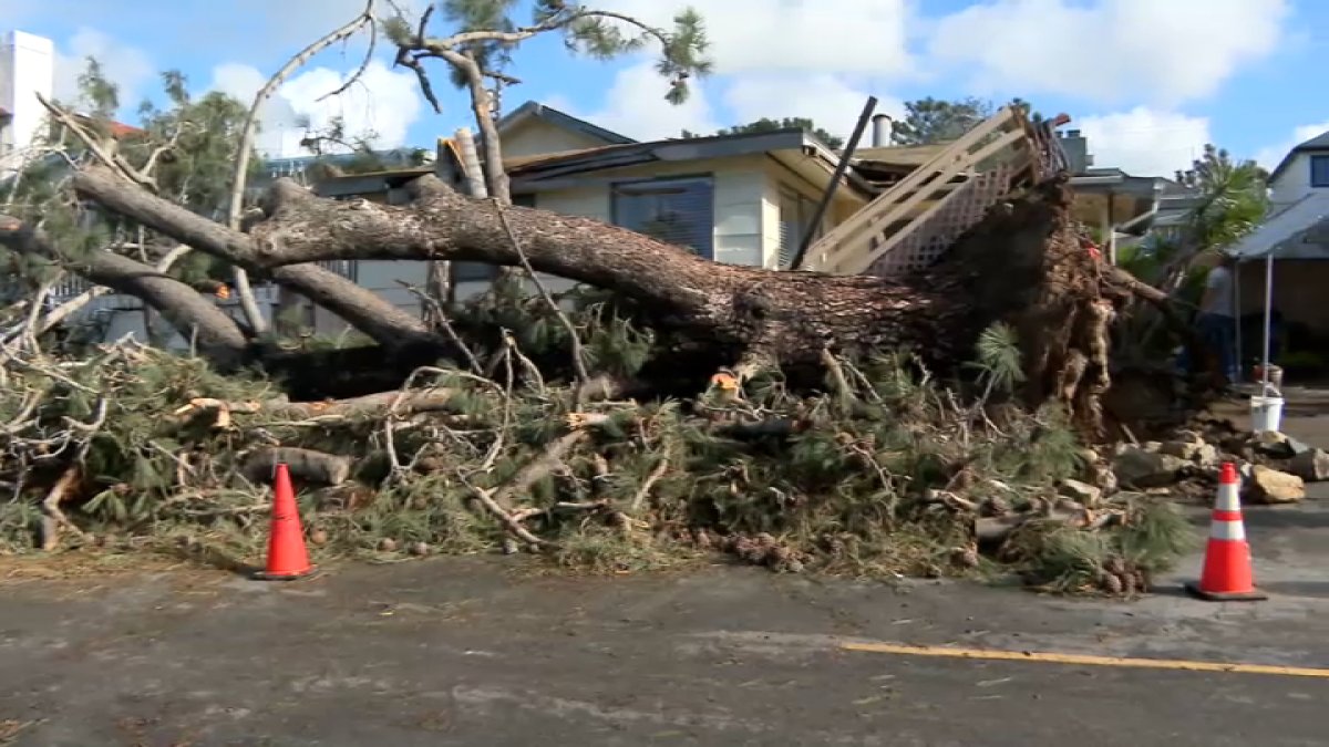 3. 嵐でカーディフの住宅にそびえ立つ木が倒れ、住民は無傷 – NBC 7 サンディエゴ