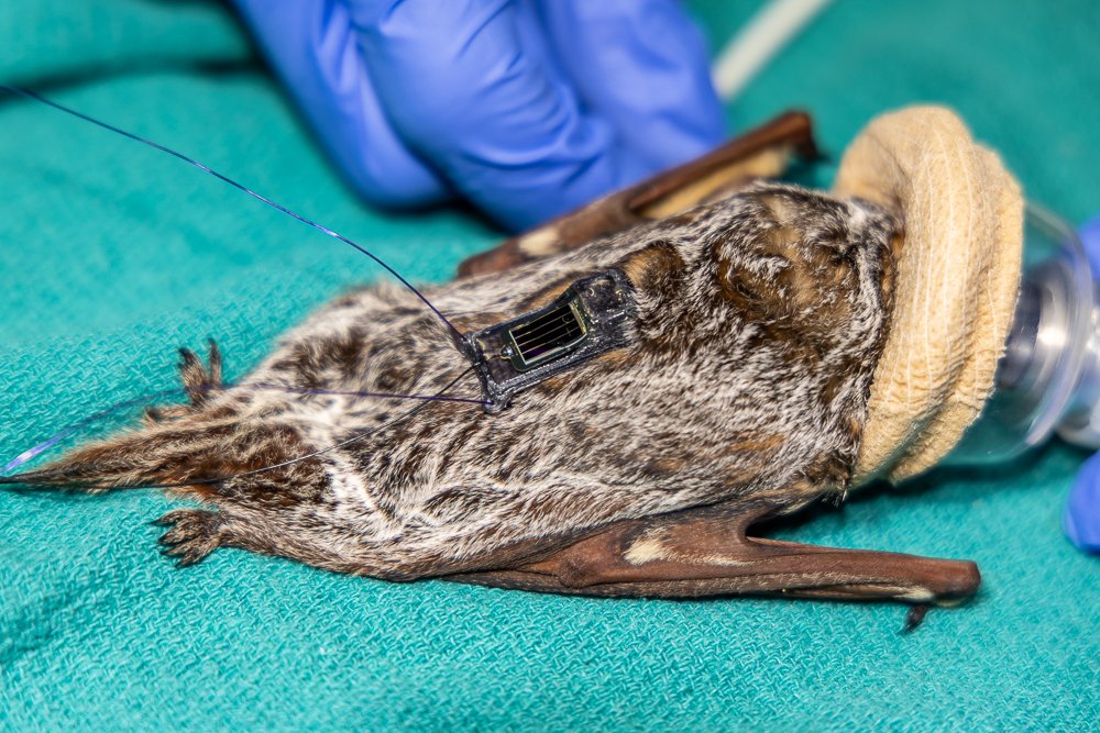 Carring Bat San Diego Humane Society releases first tracking-device-carrying hoary ...