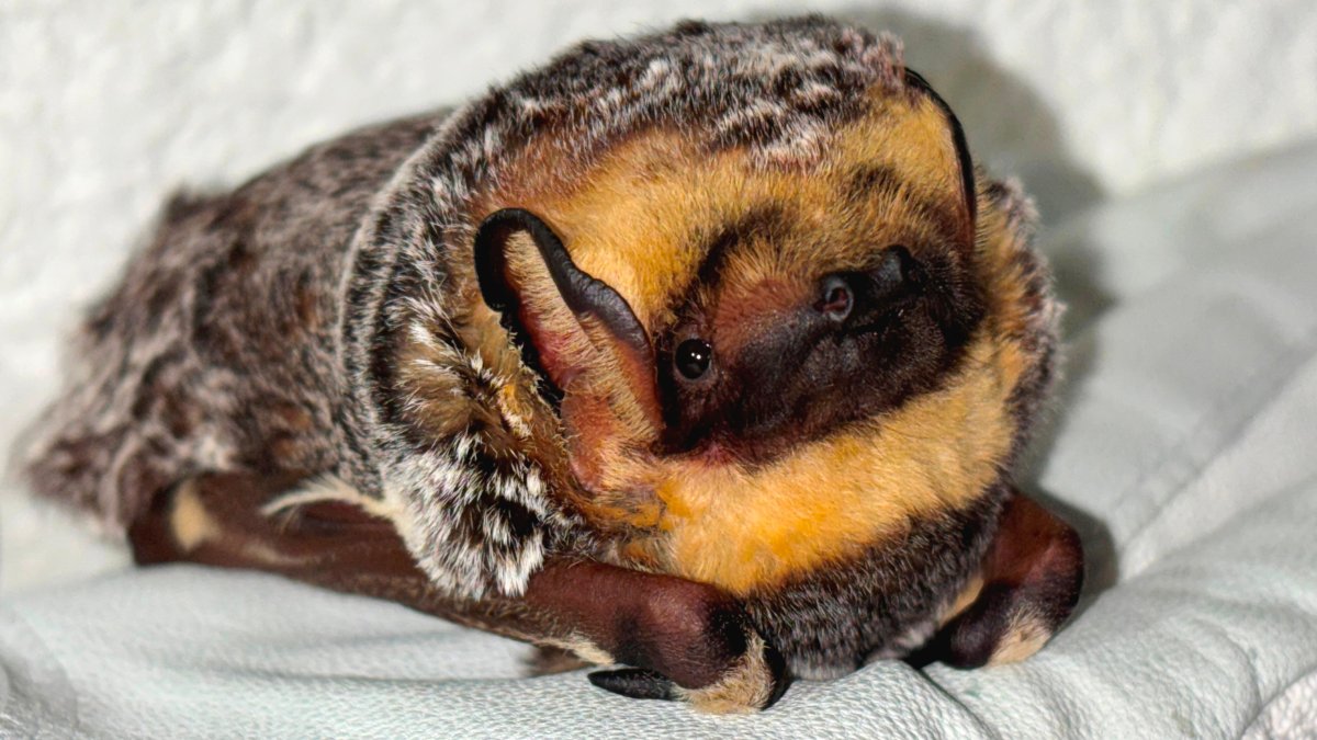 San Diego Humane Society releases first tracking-device-carrying hoary bat into SoCal wilderness
