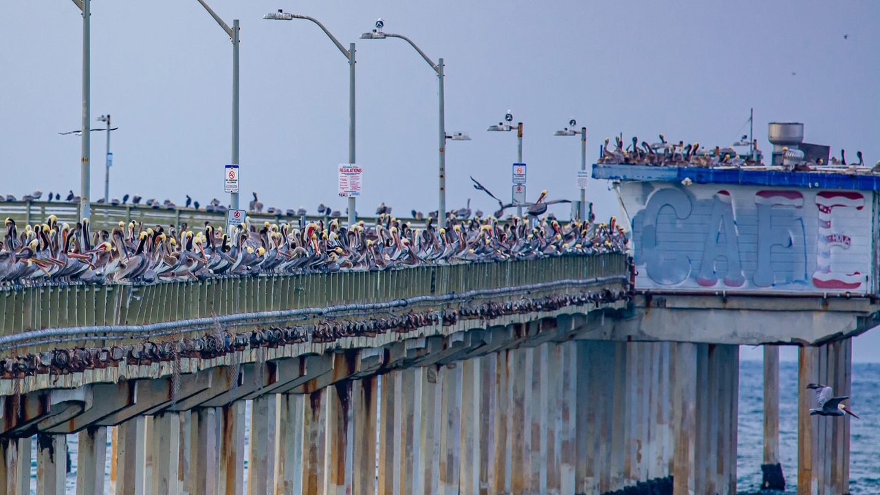 Thousands of pelicans swarm Ocean Beach for a snack and a party on the OB pier