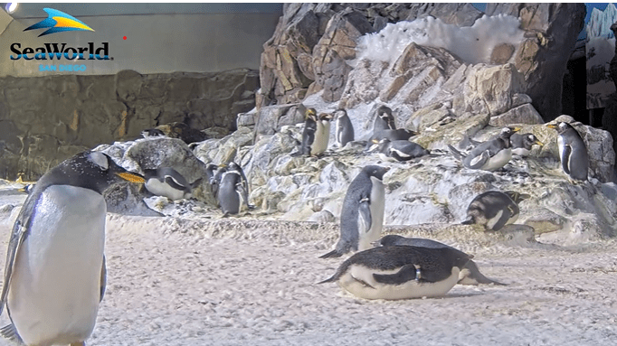 SeaWorld fires up Penguin Cam for the holidays
